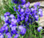 Bellflower Willow Peach-Leaved Blue Campanula Persicifolia Seeds