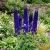 Delphinium Black Knight Delphinium Cultorum Seeds
