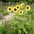 Sunflower Lemon Queen Helianthus Annuus Seeds 