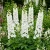 Delphinium Galahad Delphinium Cultorum Seeds