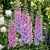 Delphinium Astolat Delphinium Cultorum Seeds