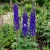 Delphinium King Arthur Delphinium Cultorum Seeds