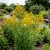 Canada Goldenrod Solidago Canadensis Seeds