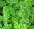 Parsley Moss Curled Petroselinum Crispum Seeds