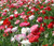 Shirley Poppy Double Mix Seeds Papaver Rhoeas 