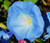 Morning Glory Heavenly Blue Ipomoea Tricolor Seeds