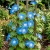 Morning Glory Heavenly Blue Ipomoea Tricolor Seeds
