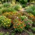 Zinnia Thumbelina Dwarf Mix Zinnia Elegans Seeds