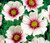 Cosmos Daydream Cosmos Bipinnatus Seeds