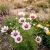 Cosmos Daydream Cosmos Bipinnatus Seeds