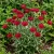 Cornflower Red Tall Centaurea Cyanus Seeds 