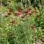 Cornflower Red Tall Centaurea Cyanus Seeds  2
