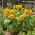 Sunflower Teddy Bear Helianthus Annuus Seeds 