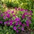 Petunia Laura Bush Petunia X Violacea Solanaceae Seeds
