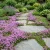 Creeping Thyme Thymus Serpyllum Bulk Seeds  2