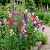 Sweet Pea Royal Family Mix Lathyrus Odoratus Seeds