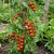 Tomato Large Red Cherry Lycopersicon Esculentum Seeds