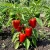 Pepper Pimento Capsicum Annuum Seeds