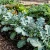 Broccoli Waltham 29 Brassica Oleracea Seeds