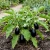 Eggplant Black Beauty Solanum Melongena Seeds