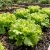 Lettuce Looseleaf Black Seeded Simpson Lactuca Sativa Seeds