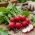 Radish Champion Raphanus Sativus Seeds