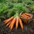 Carrot Danvers Daucus Carota Seeds