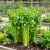 Celery Utah 52-70 Apium Graveolens Seeds