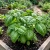 Basil Lettuce Leaf Ocimum Basilicum Seeds 