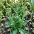 Broccoli Raab Early Fall Brassica Rapa Seeds