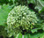 Broccoli Raab Spring  Brassica Rapa Seeds 