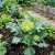 Broccoli Romanesco Brassica Oleracea Seeds