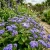 Ageratum Blue Mink Ageratum Houstonianum Seeds