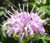 Bergamot Wild Bee Balm Monarda Fistulosa Seeds