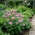 Bergamot Wild Bee Balm Monarda Fistulosa Seeds