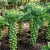 Brussels Sprouts Long Island Brassica Oleracea Seeds