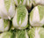 Cabbage Chinese Michihili Brassica Rapa Seeds