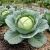 Cabbage Danish Ballhead Brassica Oleracea Seeds