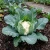 Cauliflower Snow Ball Brassica Oleracea Seeds