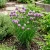 Chives Allium Schoenoprasum Seeds