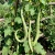 Cucumber Burpless Armenian Yard Long Cucumis Melo Seeds