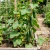 Cucumber Beit Alpha Cucumis Sativus Seeds