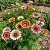 Daisy Painted Chrysanthemum Carinatum Seeds