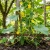Cucumber National Pickling Cucumis Sativus Seeds
