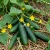Cucumber Straight Eight Cucumis Sativus Seeds