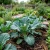 Collards Vates Brassica Oleracea Seeds