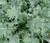 Kale Red Russian Brassica Oleracea Seeds