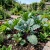 Kale Red Russian Brassica Oleracea Seeds