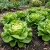 Lettuce Butterhead Buttercrunch Lactuca Sativa Seeds