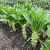 Lettuce Looseleaf Celtuce Lactuca Sativa Seeds